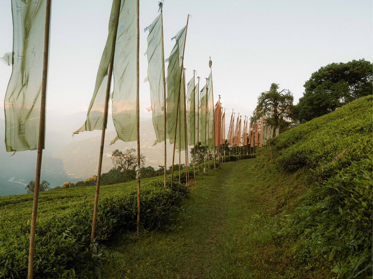 Prayer flags along a path through a tea garden