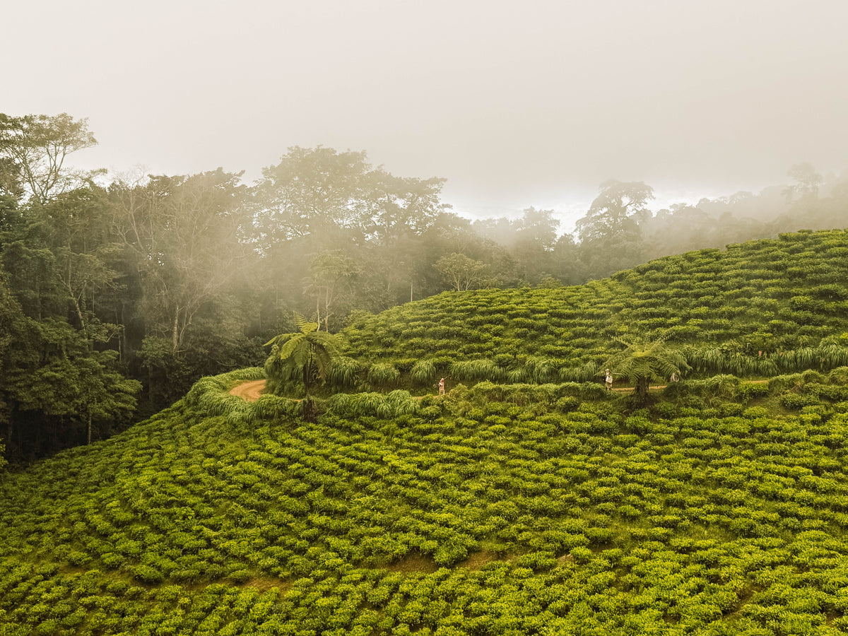 Misty tea garden on a hillside in Colombia