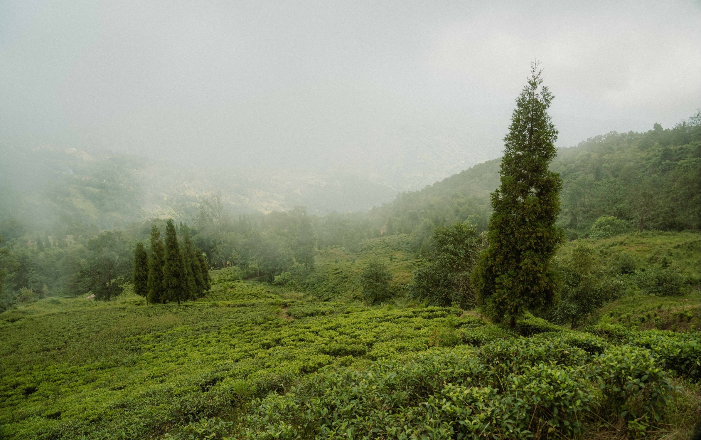 Reinventing Tea: A Visit to Jun Chiyabari