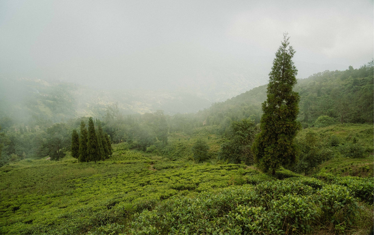 Reinventing Tea: A Visit to Jun Chiyabari