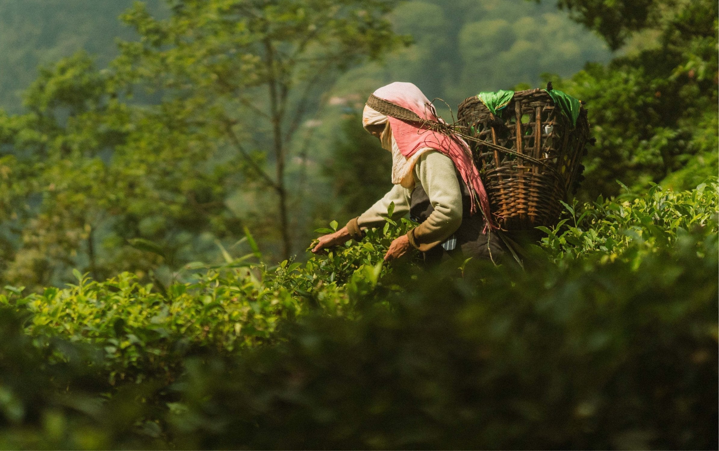 Queen of the Hills: The many Treasures of Darjeeling