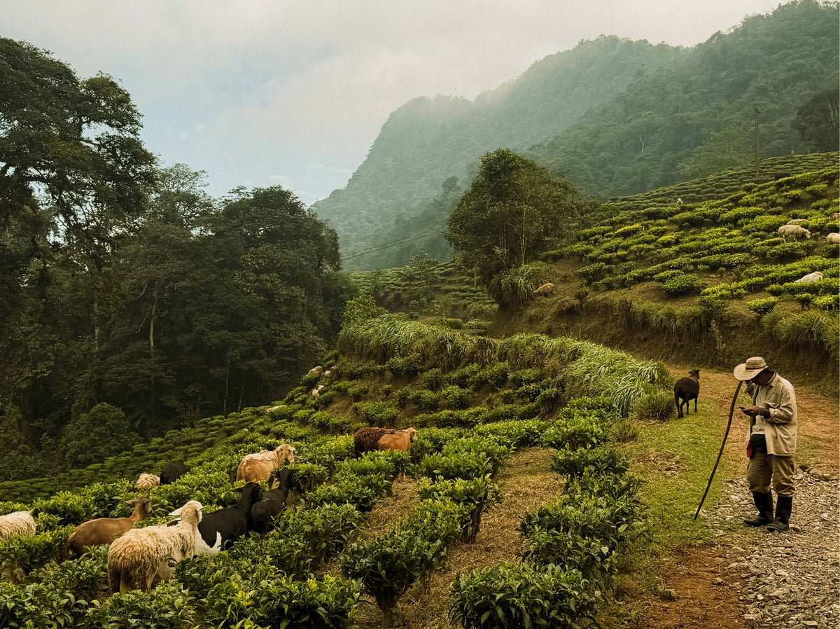 Tea garden in an Andean valley with a farmer and sheep
