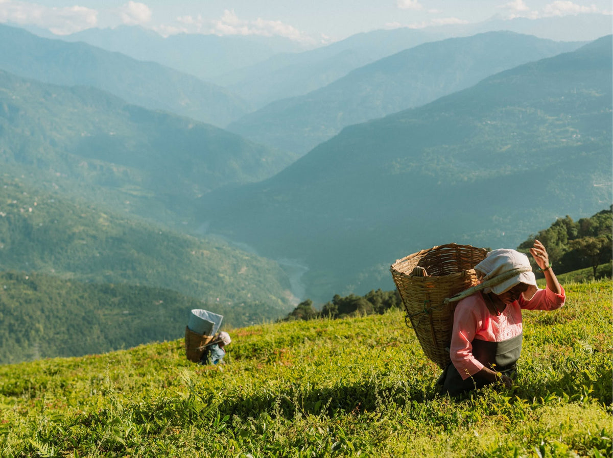 Tea pickers with baskets on a hillside above a valley