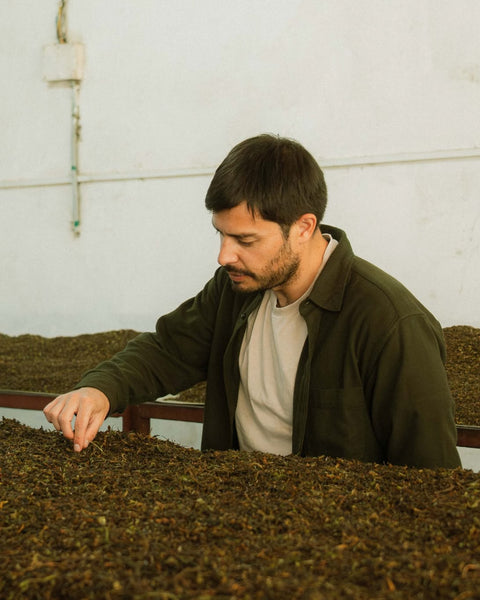 Checking withered tea leaves in the tea factory