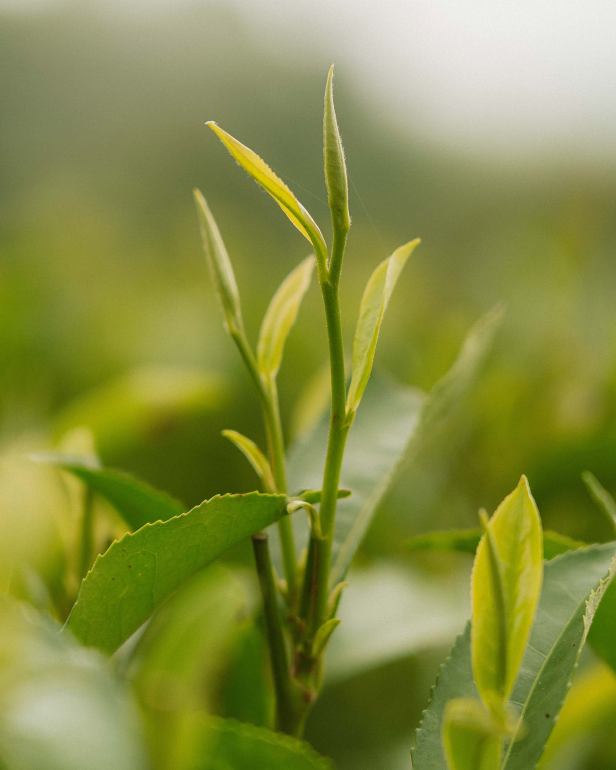 Close-up of fresh tea shoots on a tea bush