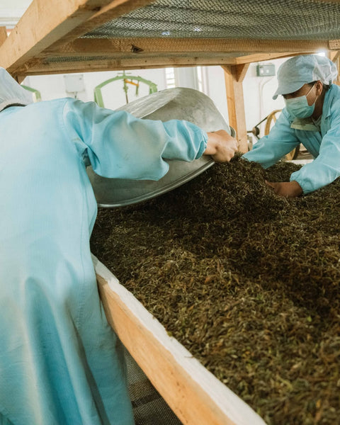 Workers turning tea leaves in withering troughs