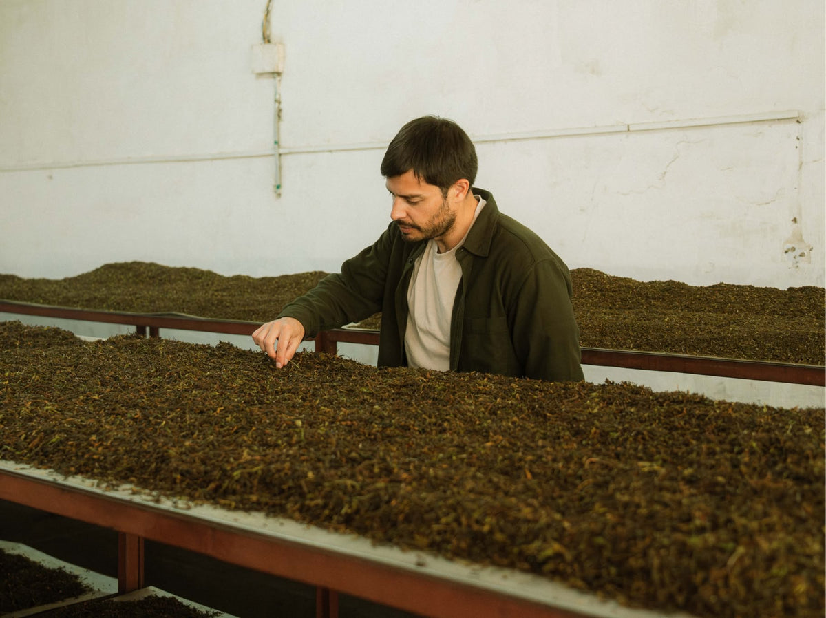 A tea maker checking withering tea leaves