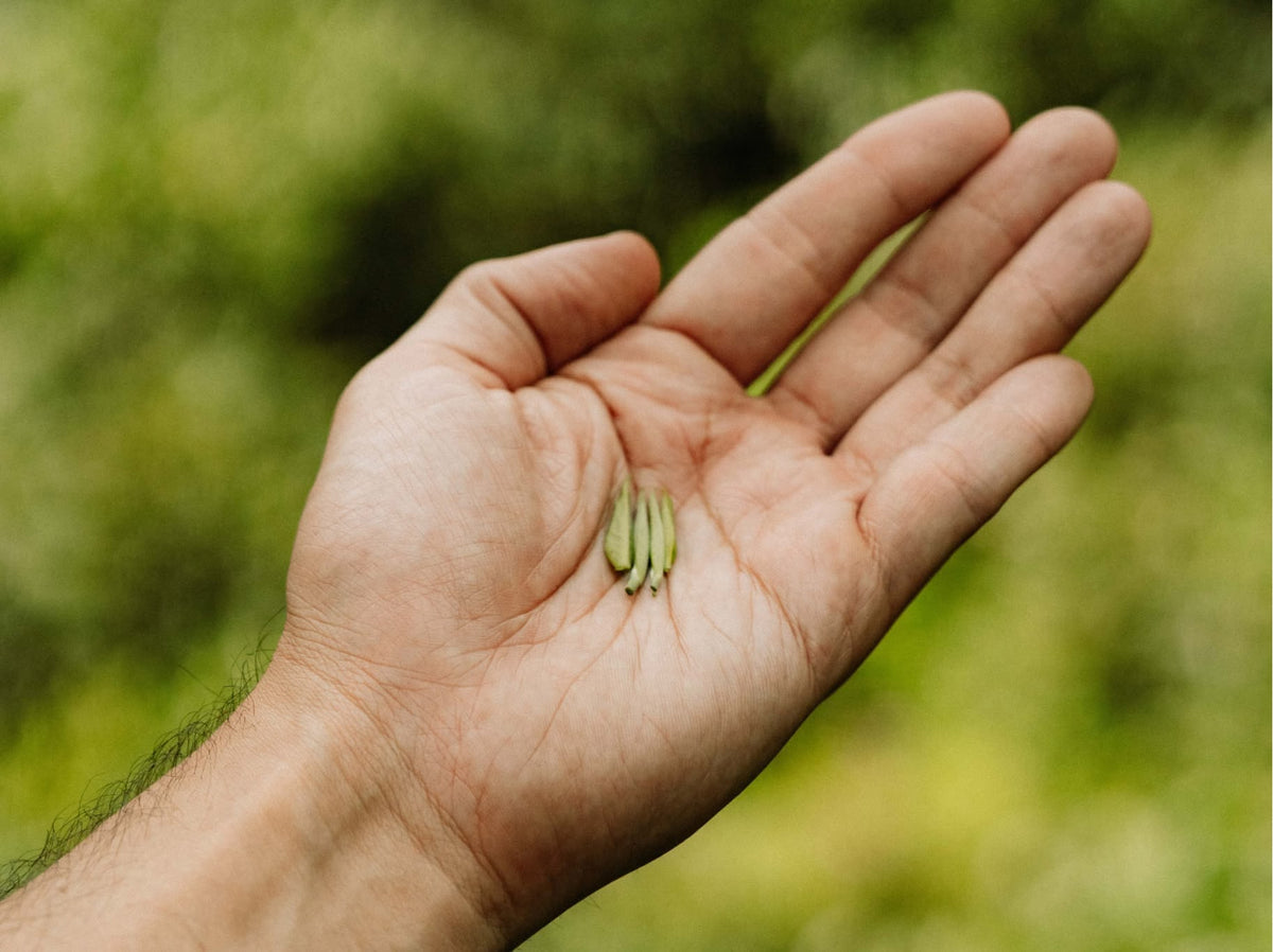 Freshly plucked tea buds in a hand