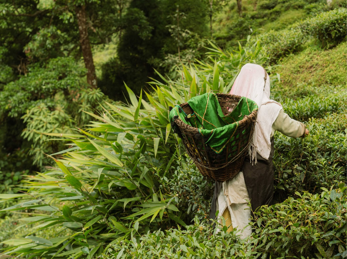 Tea picker with a basket in a lush tea garden