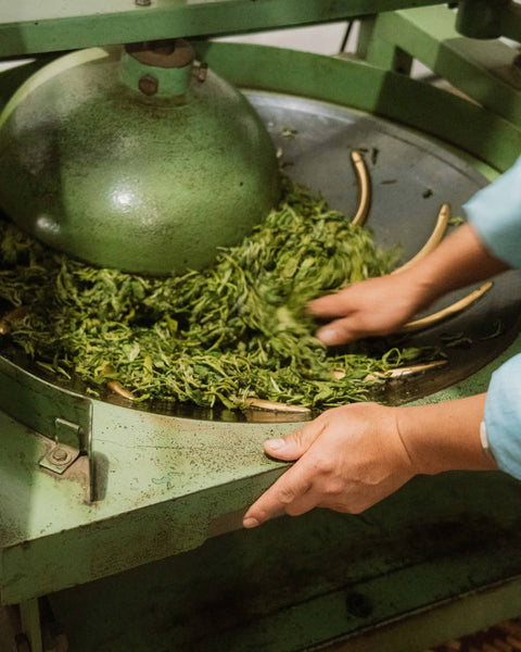 Fresh tea leaves in a rolling machine in a Himalayan tea factory