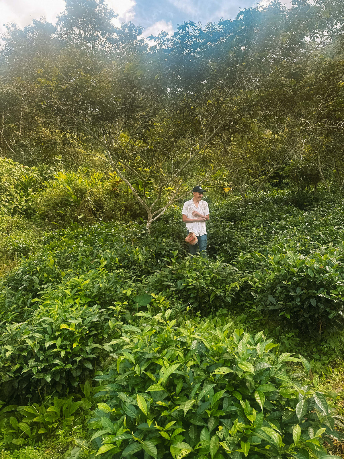 A person in a lush tea garden in Peru