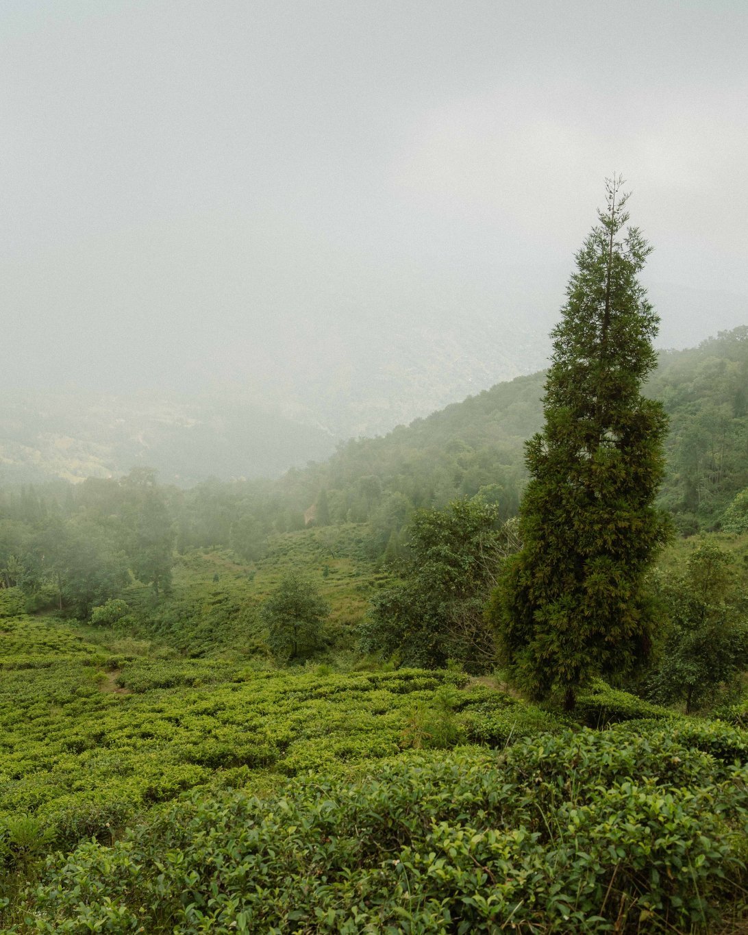 Tea garden in the misty hills of Eastern Nepal