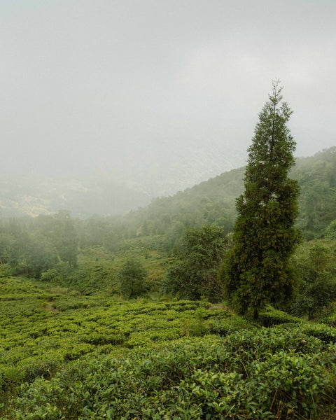 Tea garden in the misty hills of Eastern Nepal