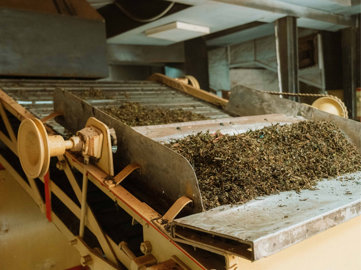 Tea leaves on a rolling machine in a tea factory