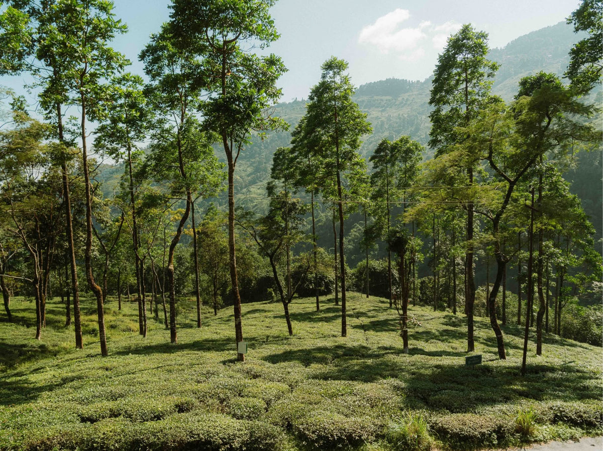 Tea garden with tall shade trees
