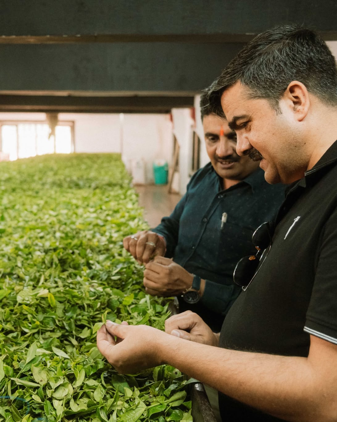 Tea makers checking withering tea leaves in Darjeeling