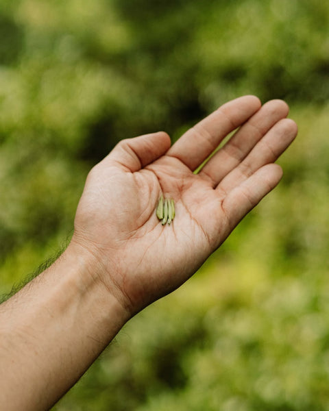 Freshly plucked tea buds in a hand at a tea garden in Darjeeling