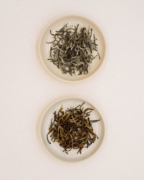 Dry and infused Silver Needle Full Moon buds on two plates