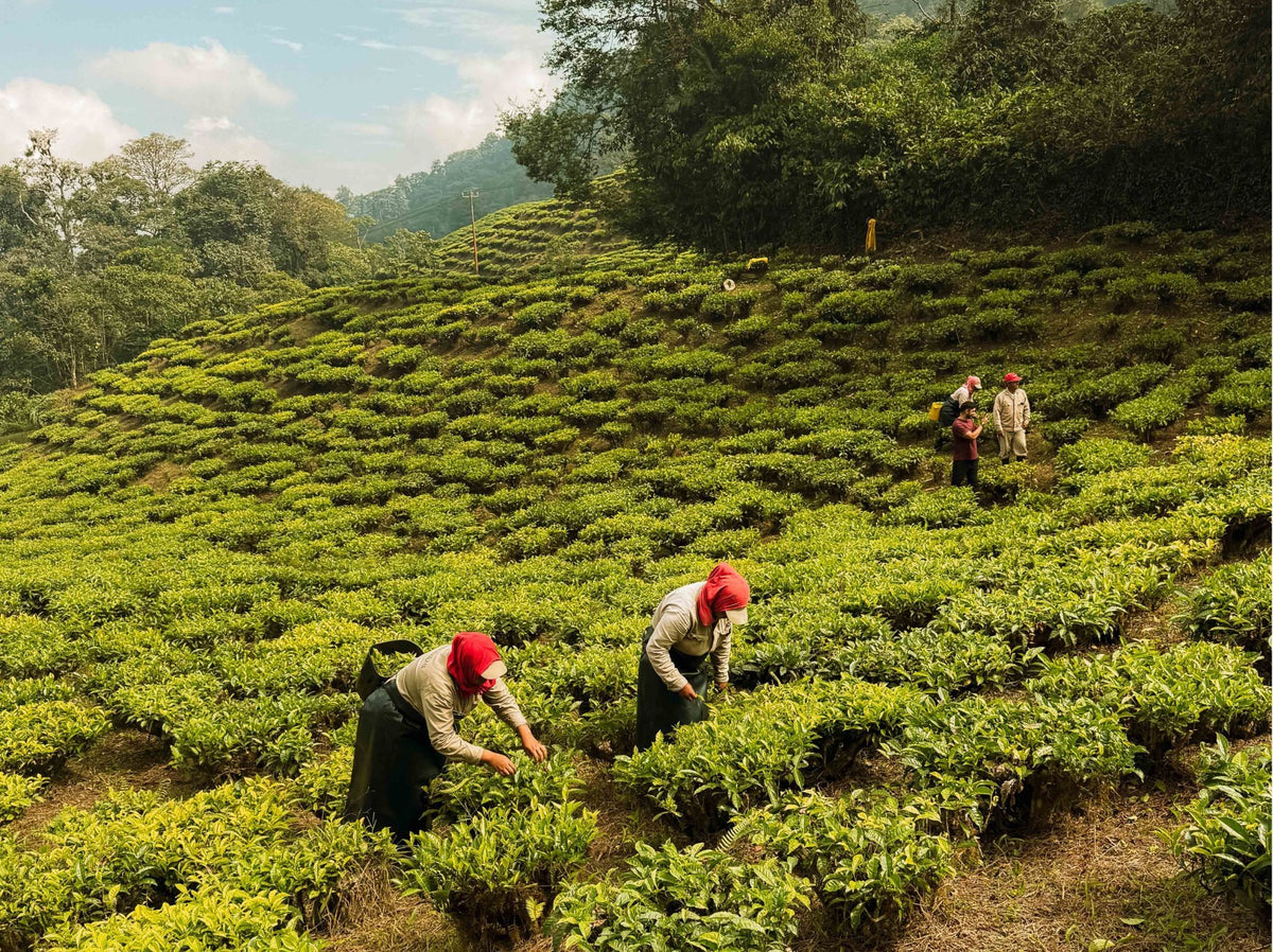 Tea pickers at work in a tea field in the Andes