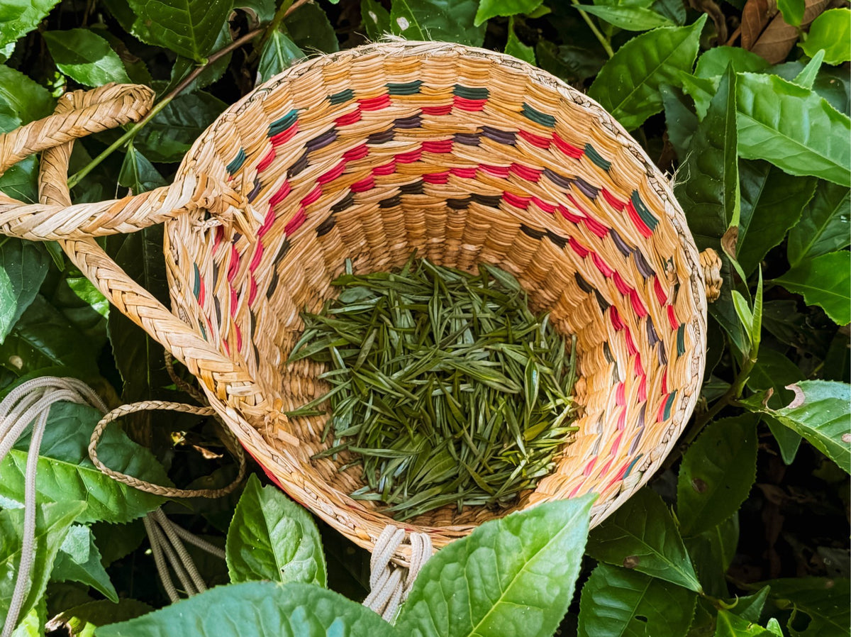 Woven basket with freshly plucked tea leaves